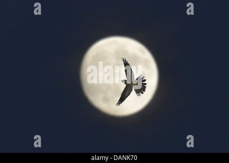 Il Nightjar Caprimulgus europaeus - maschio in volo Foto Stock