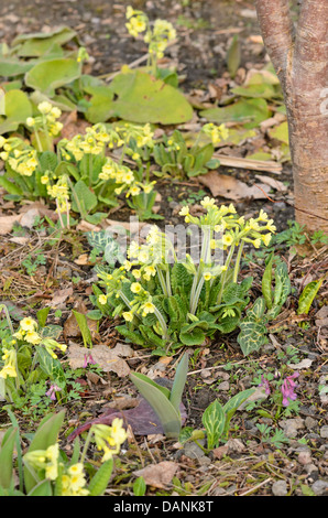 Vero oxlip (primula elatior) Foto Stock