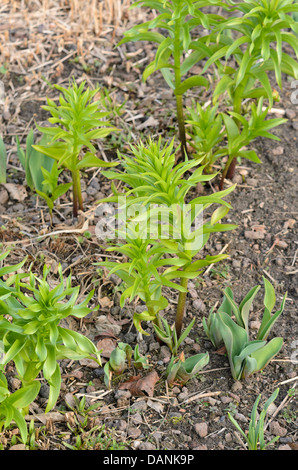 La corona imperiale (fritillaria imperialis) Foto Stock