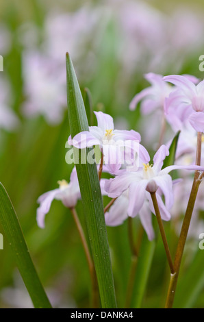 Forbes' gloria della neve (chionodoxa forbesii 'rosa' gigante syn. scilla forbesii 'rosa Giant ') Foto Stock