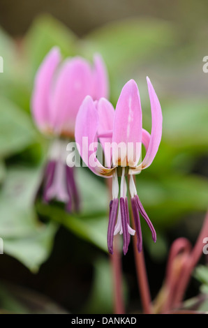 Cane al dente viola (erythronium dens-canis) Foto Stock