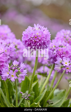 Coscia di primrose (Primula denticulata) Foto Stock