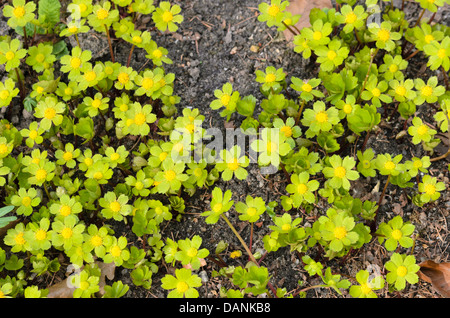 Hacquetia bergonii Foto Stock