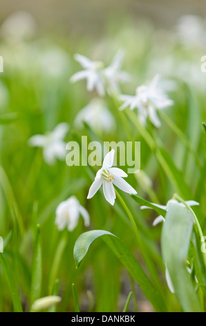 Siberian squill (scilla siberica "alba") Foto Stock