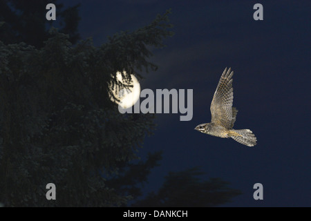 Il Nightjar Caprimulgus europaeus - femmina in volo Foto Stock