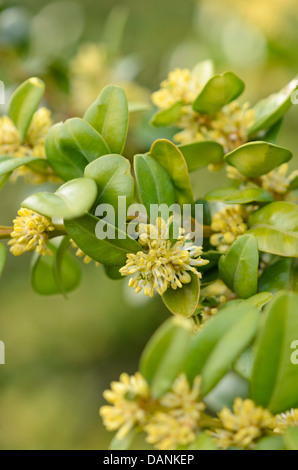 Comune di legno di bosso (Buxus sempervirens) Foto Stock