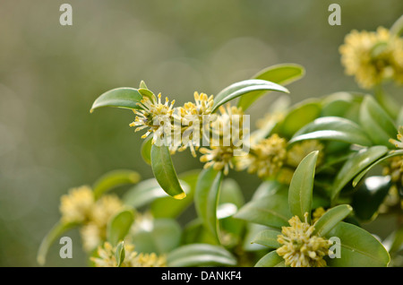 Comune di legno di bosso (Buxus sempervirens) Foto Stock