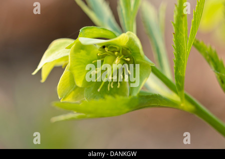 Veratro verde (Helleborus viridis) Foto Stock