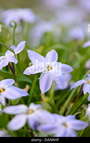 La molla starflower (ipheion uniflorum) Foto Stock