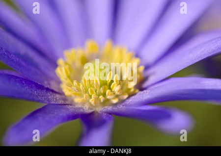 Grecian windflower (anemone blanda) Foto Stock