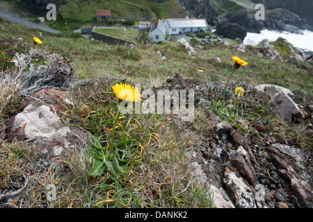 Avvistato gatto in-ear Hypochaeris maculata (Asteraceae) a Kynance Cove, Cornwall Foto Stock