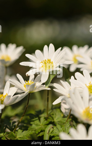 Grecian windflower (anemone blanda " splendore bianco') Foto Stock