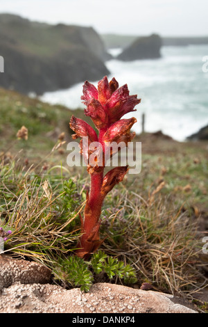 Il timo Succhiamele prataiolo Orobanche alba (Orobanchaceae) Foto Stock