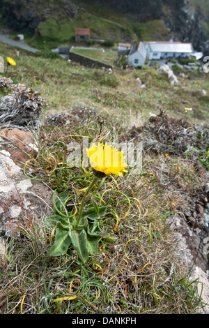 Avvistato gatto in-ear Hypochaeris maculata (Asteraceae) Foto Stock
