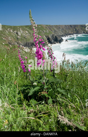 FOXGLOVE Digitalis purpurea (Scrophulariaceae) Foto Stock