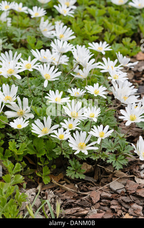 Grecian windflower (anemone blanda " splendore bianco') Foto Stock