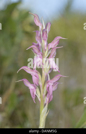 Santo Orchid - Orchis sancta Foto Stock