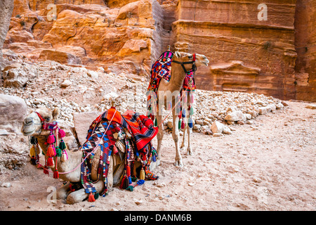 Cammelli in Petra, Giordania Foto Stock