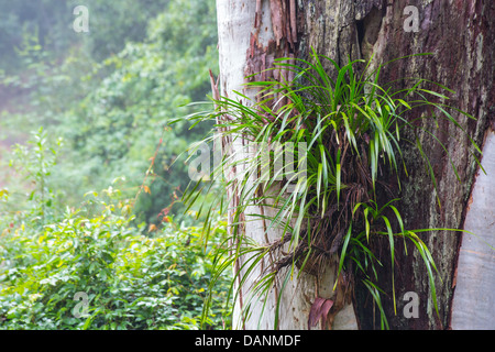 Erba Lomandra sp. cresce come un epifite su un albero di eucalipto in Watagans National Park, Australia Foto Stock