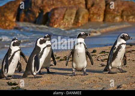 Pinguino africano, Spheniscus demersus, Boulders Beach, Città di Simon, Cape Town, Western Cape, Sud Africa Foto Stock