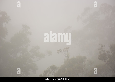 Eucalyptus foresta avvolta in early morning mist, Watagans National Park, NSW, Australia Foto Stock