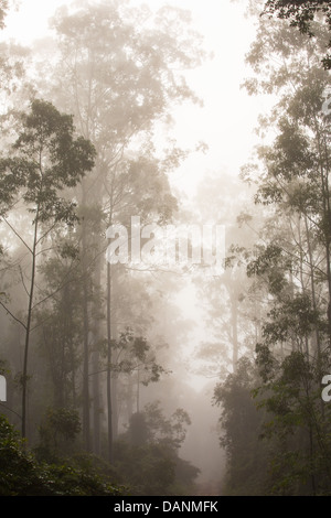 Eucalyptus foresta avvolta in early morning mist, Watagans National Park, NSW, Australia Foto Stock