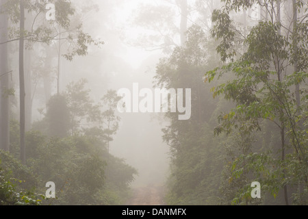 Eucalyptus foresta avvolta in early morning mist, Watagans National Park, NSW, Australia Foto Stock