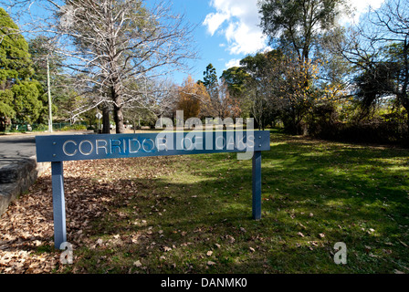 Primi Ministri" Corridoio di querce nelle Blue Mountains, NSW, Australia. Foto Stock