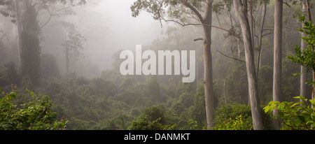 Eucalyptus foresta avvolta in early morning mist, Watagans National Park, NSW, Australia Foto Stock