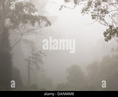 Eucalyptus foresta avvolta in early morning mist, Watagans National Park, NSW, Australia Foto Stock