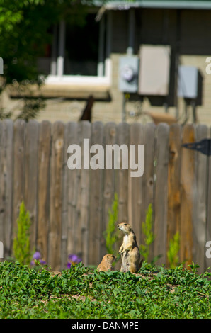 Adulto nero-tailed i cani della prateria in primavera che vivono vicino alla casa suburbana, Aurora Colorado US. Foto Stock