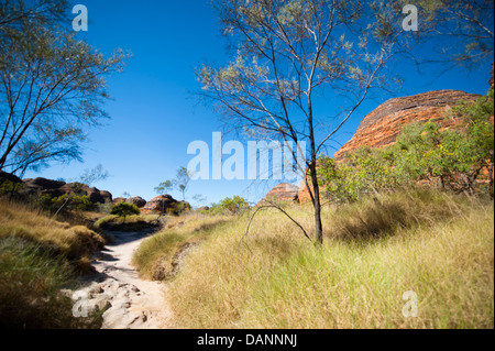 Escursioni a piedi dal parcheggio Piccaninny alla Cattedrale Gorge, passando le cupole di arenaria di Purmululu (Bungle-Bungles), Kimberley Foto Stock