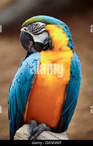 Blu e Giallo Macaw Foto Stock