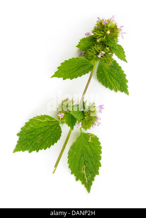 Viola verde Deadnettle foglie con fiori di colore rosa su sfondo bianco Foto Stock