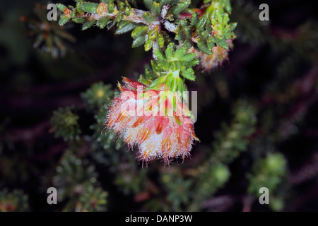 Close-up di boccioli di fiori di fuoco Erica/Fire Heath/ Red Hairy Heath coperto di rugiada- Erica cerinthoides - Famiglia Ericaceae Foto Stock