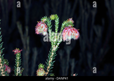 Close-up di boccioli di fiori di fuoco Erica/Fire Heath/ Red Hairy Heath coperto di rugiada- Erica cerinthoides - Famiglia Ericaceae Foto Stock