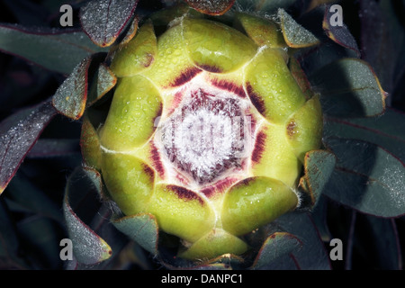 Close-up di oleandro-leaf Protea bud con la rugiada- Protea neriifolia - Famiglia Proteaceae Foto Stock