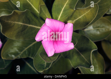 Close-up di una specie minacciata Madagascar pervinca flower- Catharanthus roseus- Famiglia Apocynaceae Foto Stock