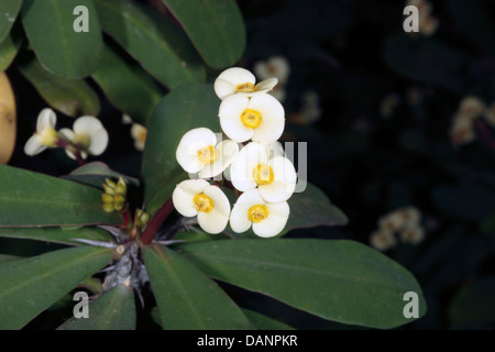 Close-up della Corona di Spine di Cristo // Vegetali Cristo Thorn cactus fiori - Euphorbia milii - Famiglia Euphorbiaceae Foto Stock