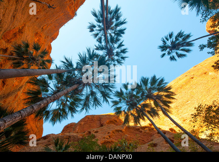 Palme torreggianti alta contro le scogliere di arenaria di Echidna Chasma al Parco Nazionale di Purmululu (Bungle Bungle), Kimberly, Foto Stock