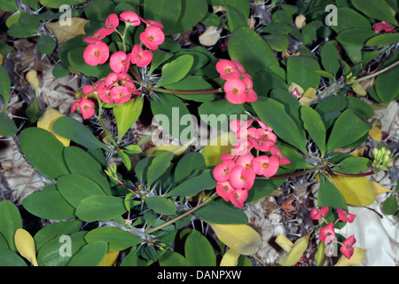 Corona di Spine di Cristo // Vegetali Cristo Thorn Cactus fiori - Euphorbia milii - Famiglia Euphorbiaceae Foto Stock