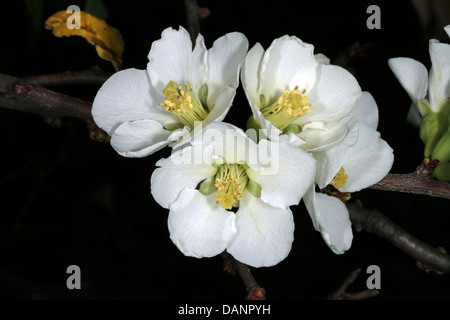 Close-up di giapponese fioritura fiori di mela cotogna - Chaenomeles speciosa / Chaenomeles japonica- famiglia delle Rosacee Foto Stock