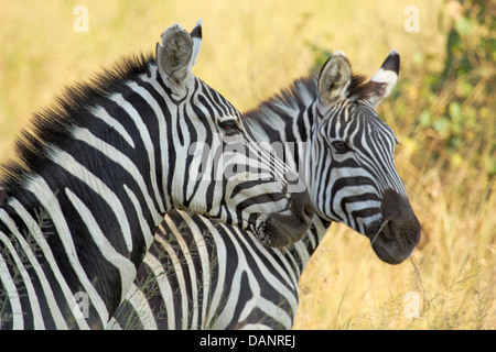 Ritratto di due comuni zebre (Equus quagga) Foto Stock