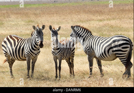 Tre comuni zebre (Equus quagga) afflitto da una nuvola di horseflies Foto Stock