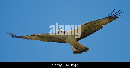 Un Osprey vola in un cielo blu vicino Lago Schauener Dahme-Heideseen nel Parco Naturale a Storkow, Germania, 06 luglio 2011. Lo stesso giorno, Brandenburg Ministro dell'ambiente Anita bulletta ha visitato il parco naturale che si trova a sud-ovest di Berlino e mostra un tipico di segmento di un giovane morena paesaggio. La rete waterbody è parte di un più ampio, sovraregionale habitat natura tra la Spreewald Foto Stock