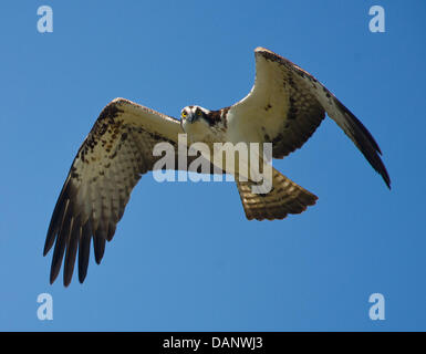 Un Osprey vola in un cielo blu vicino Lago Schauener Dahme-Heideseen nel Parco Naturale a Storkow, Germania, 06 luglio 2011. Lo stesso giorno, Brandenburg Ministro dell'ambiente Anita bulletta ha visitato il parco naturale che si trova a sud-ovest di Berlino e mostra un tipico di segmento di un giovane morena paesaggio. La rete waterbody è parte di un più ampio, sovraregionale habitat natura tra la Spreewald Foto Stock