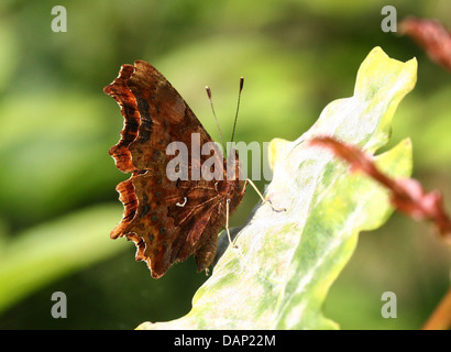 Virgola Butterfly (Polygonia c-album) in posa su una foglia con ante chiuse (oltre 40 dettagliate immagini macro in serie) Foto Stock