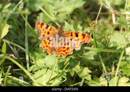 Virgola Butterfly (Polygonia c-album) in posa su una foglia con ali aperte (oltre 40 dettagliate immagini macro in serie) Foto Stock