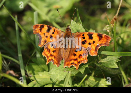 Virgola Butterfly (Polygonia c-album) in posa su una foglia con ali aperte (oltre 40 dettagliate immagini macro in serie) Foto Stock