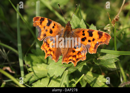 Virgola Butterfly (Polygonia c-album) in posa su una foglia con ali aperte (oltre 40 dettagliate immagini macro in serie) Foto Stock